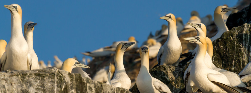 MG 8054-Edit-Edit 
 Gannets on Grassholm Island