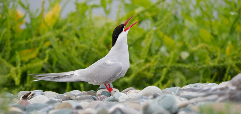 7150379 
 Arctic tern, Anglesey