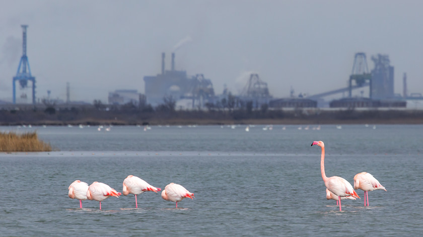 04A8825 
 Flamingos, the Camargue, France