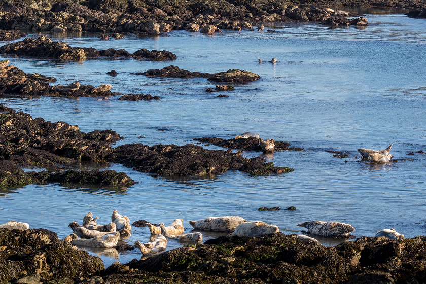 04A7895 
 Grey seals, Bardsey Island