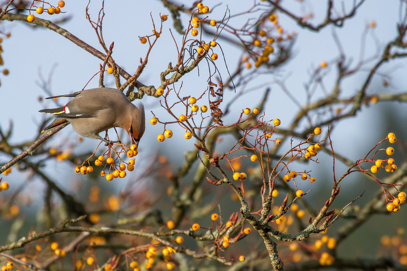 IMG 3797 
 Waxwing, Machynlleth