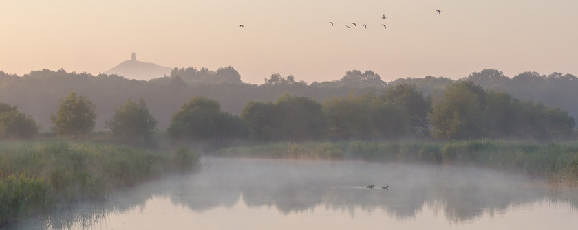 04A1839 
 Misty reedbed/ Glastonbury Tor