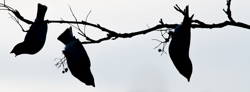 IMG 4002 
 Waxwings at last light, Machynlleth, Powys