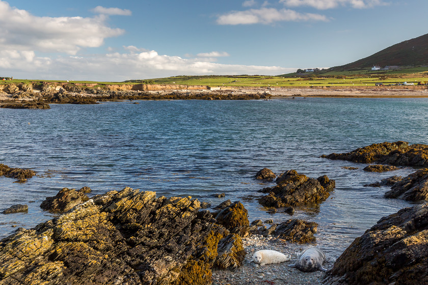 04A7532 
 Grey seal & pup, Bardsey island