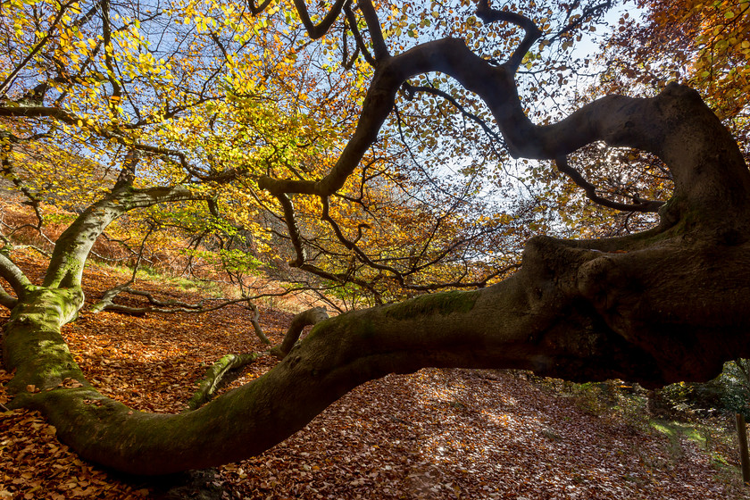 MG 3913 
 Silent Valley beech woodland, near Ebbw Vale