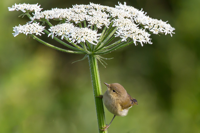 MG 7527 
 Willow warbler on umbellifer, Llangorse, Powys