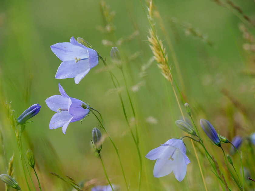 7080173 
 Harebell, mid-Wales