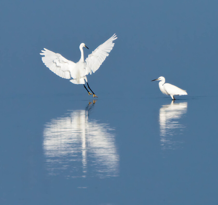 A091657-Edit 
 Little Egrets, Snettisham, Norfolk