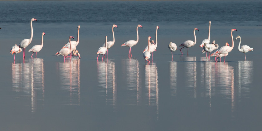 04A9142 
 Flamingos, the Camargue, France