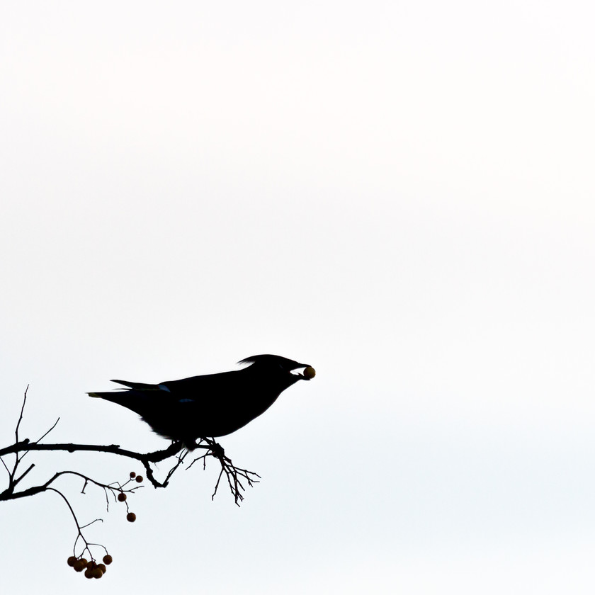 IMG 3943 
 Waxwing, Machynlleth