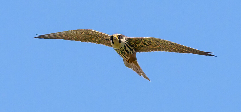 5061062-Edit 
 Hobby in flight, Somerset Levels.