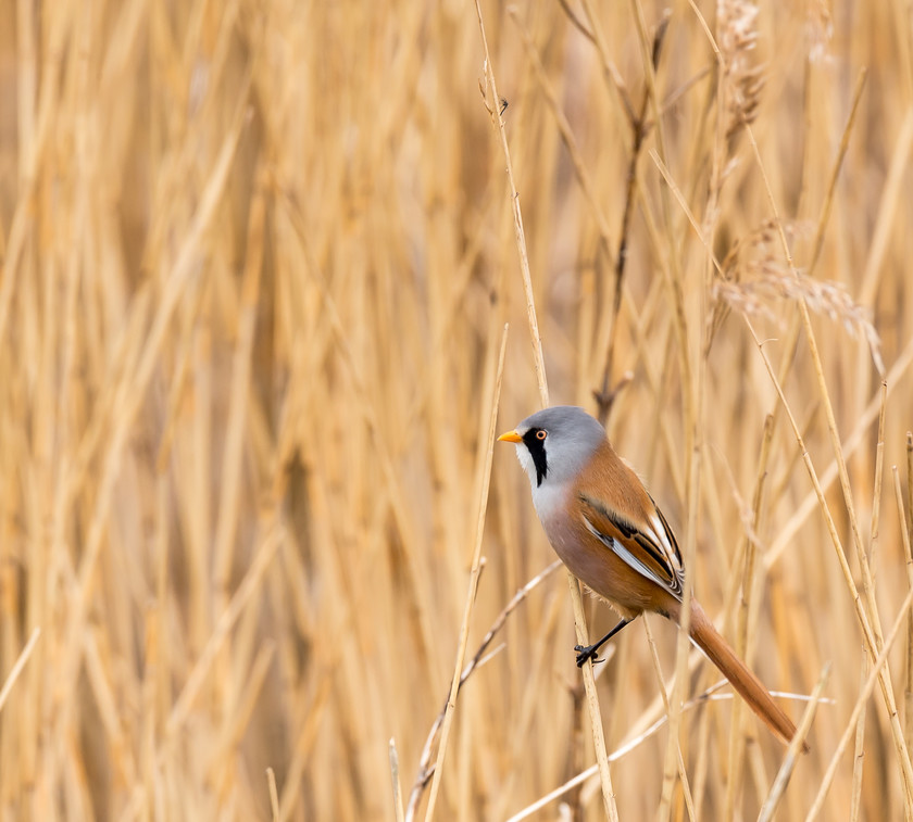 04A0450 
 Bearded tit, Titchwell, Norfolk