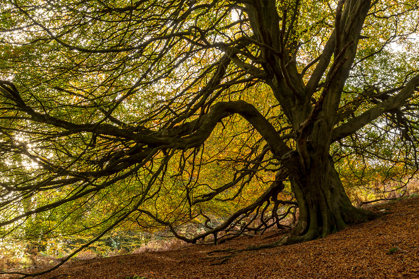 MG 3984 
 Beech tree near Abergavenny