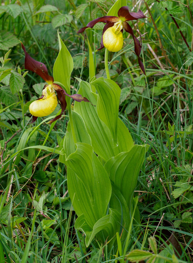 5260147 
 Lad's Slipper Orchid, Lancashire