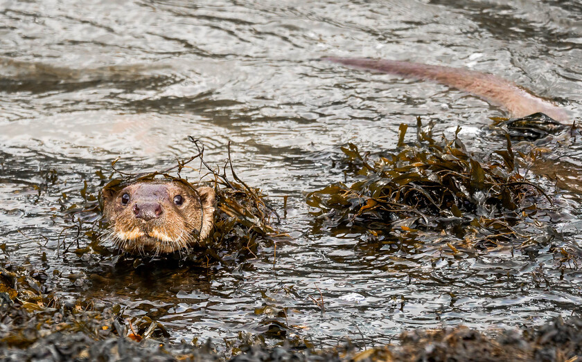 A130612-Edit 
 Otter, Aberystwyth