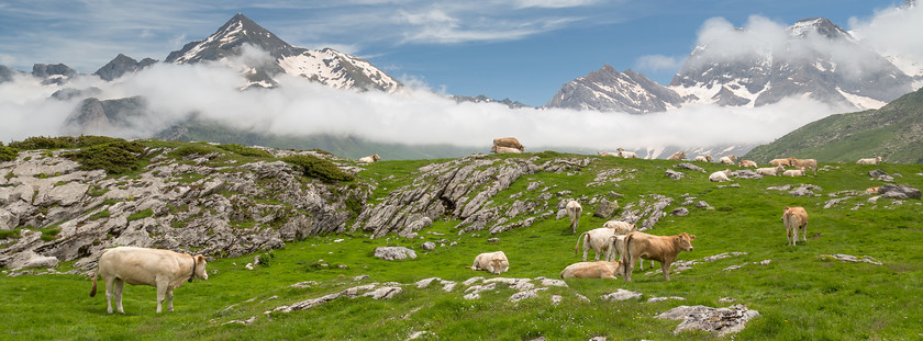 04A7175 
 Pyreneean cattle, near Gavarnie, French Pyrenees