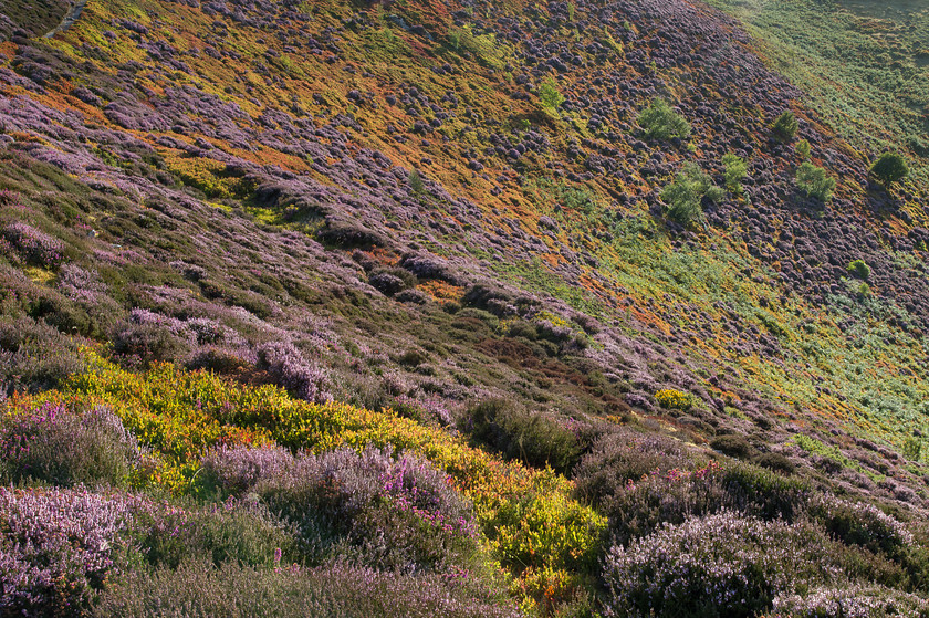 MG 8368 
 Summer tapestry near Conwy