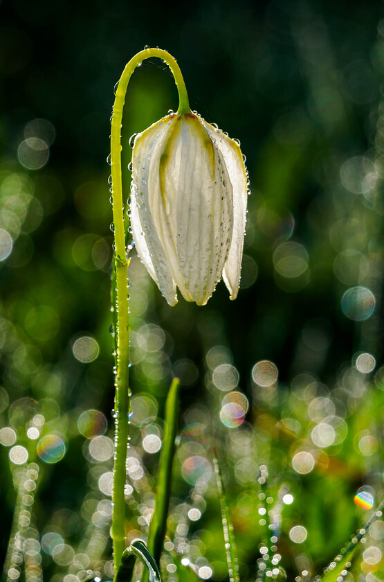 5020185 
 Fritillary, Cricklade.