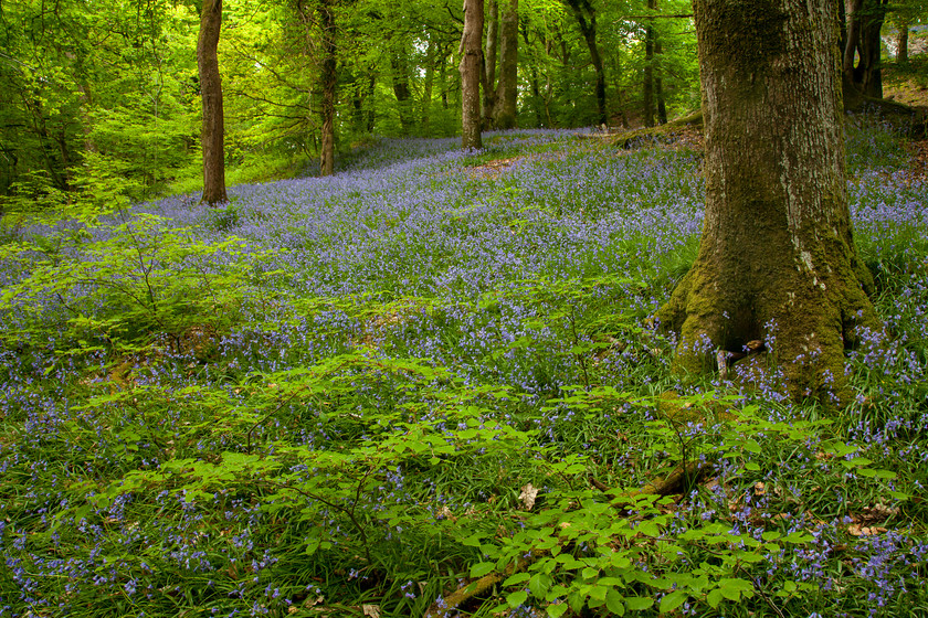 MG 5203 
 Bluebells, Dinefwr