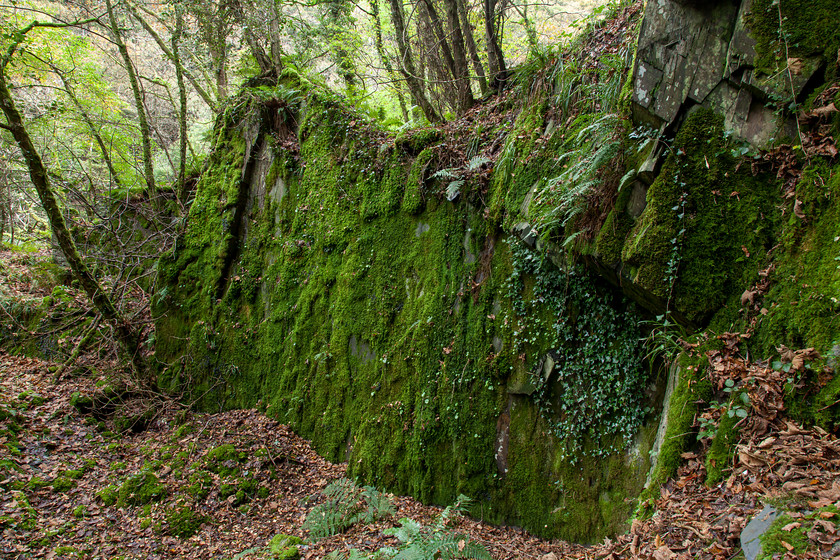 IMG 3866 
 Teifi gorge, Cilgerran