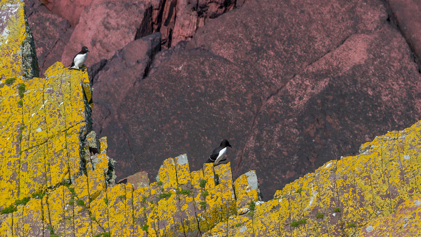 IMG 0443 
 Razorbills, Skokholm island