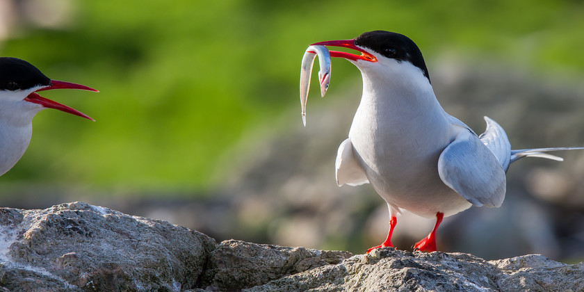 04A2584 
 Arctic tern with fish, Anglesey