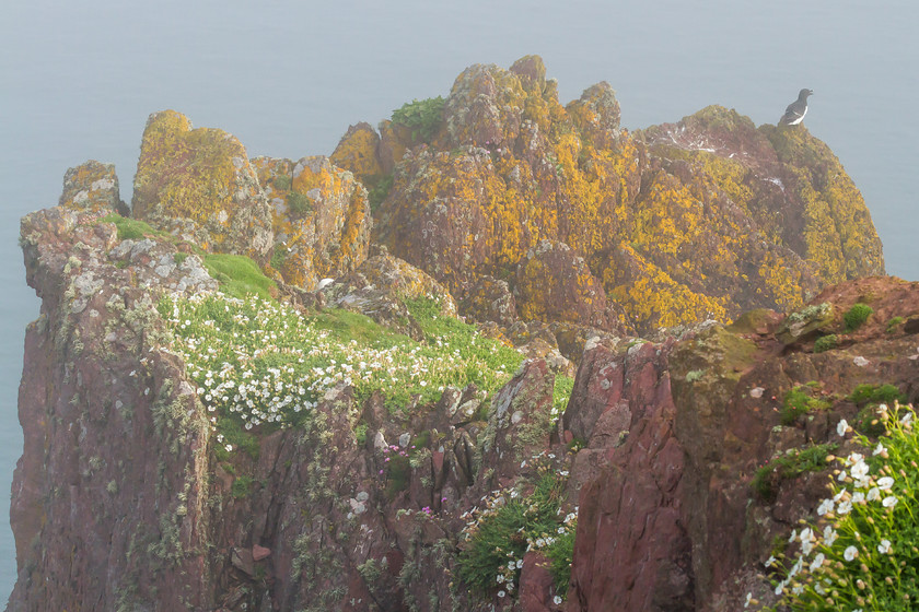 IMG 0736 
 Razorbill, Skokholm island