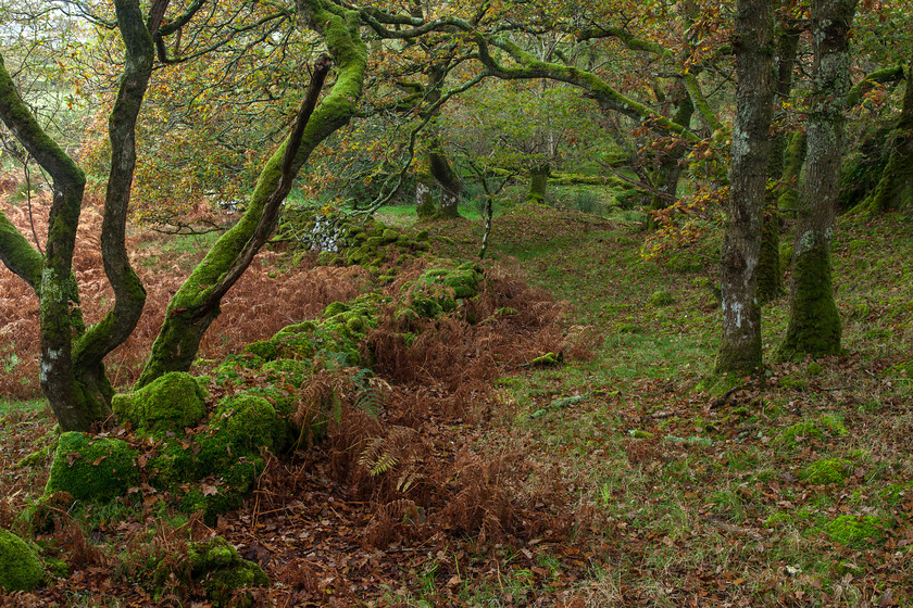 untitled-3797 
 Ty Canol oakwoods, Pembrokeshire