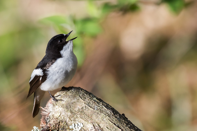 04A1075 
 Pied flycatcher, Ynyshir, Ceredigion