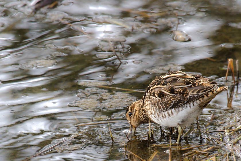 MG 5474 
 Snipe, Teifi marshes