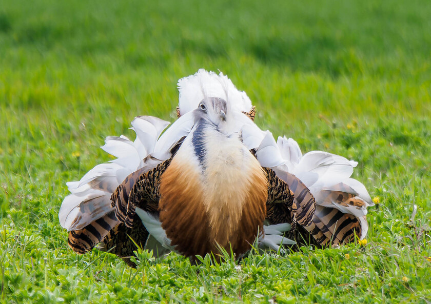 5030317 DxO 
 Great Bustard, Salisbury Plain