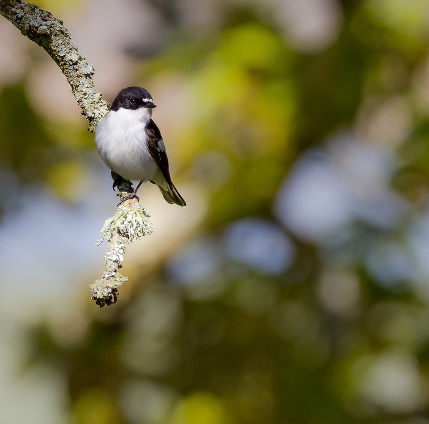 04A0927 
 Pied flycatcher, Ynyshir, Ceredigion