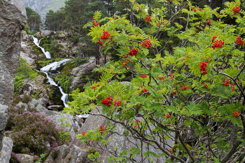 IMG 1162 
 Rowan, Nant Ffrancon, near Bethesda