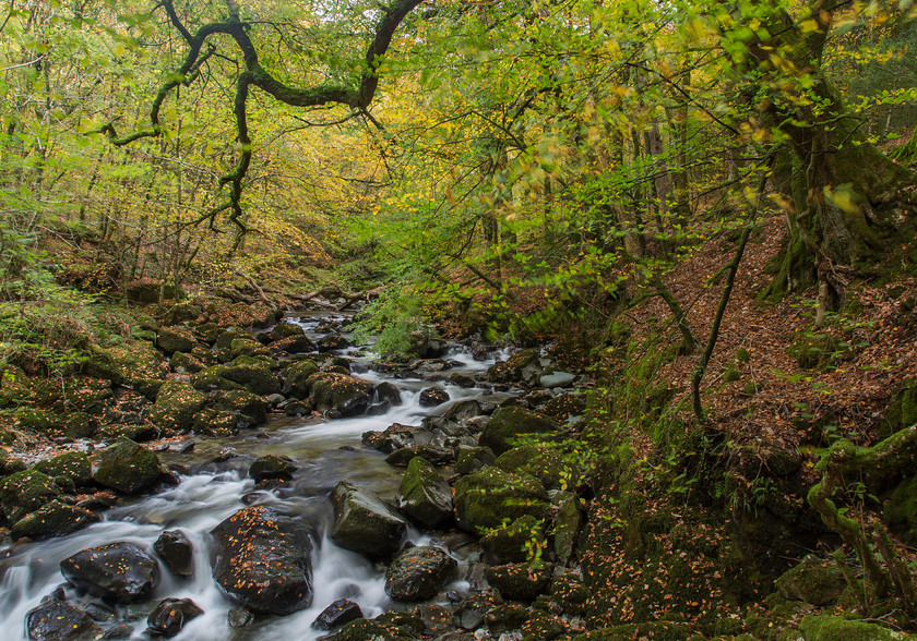 04A9054 
 Torrent Walk / Afon Tryweryn, near Dolgellau