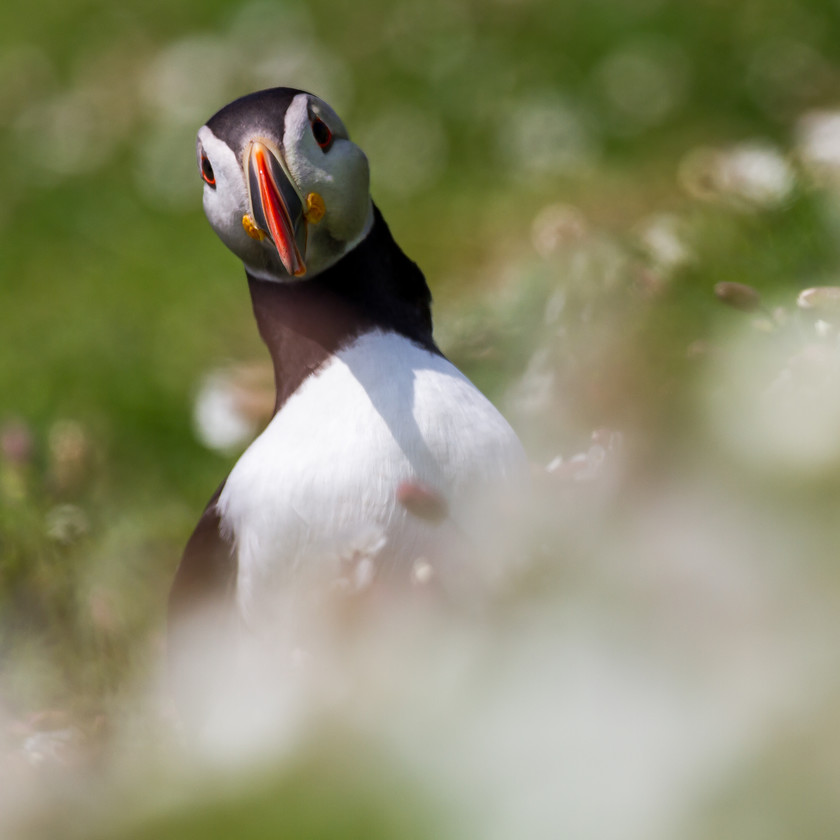 IMG 0490 
 Puffin, Skokholm island