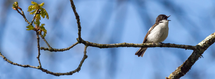 IMG 0041 
 Pied flycatcher, Ynyshir, Ceredigion