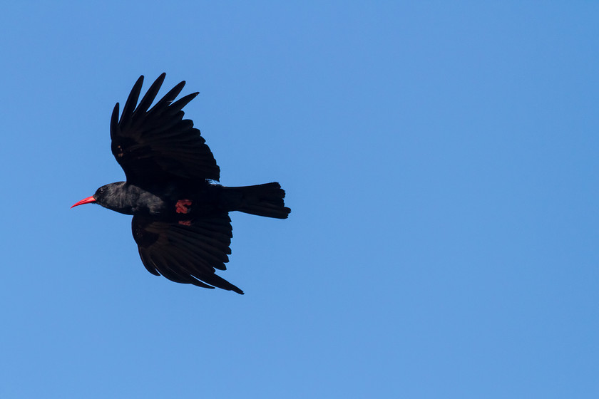 MG 8132 
 Chough in flight