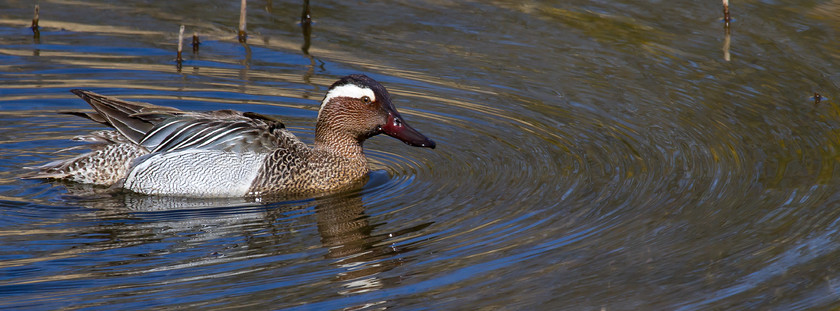 MG 5423 
 Garganey, Teifi marshes.