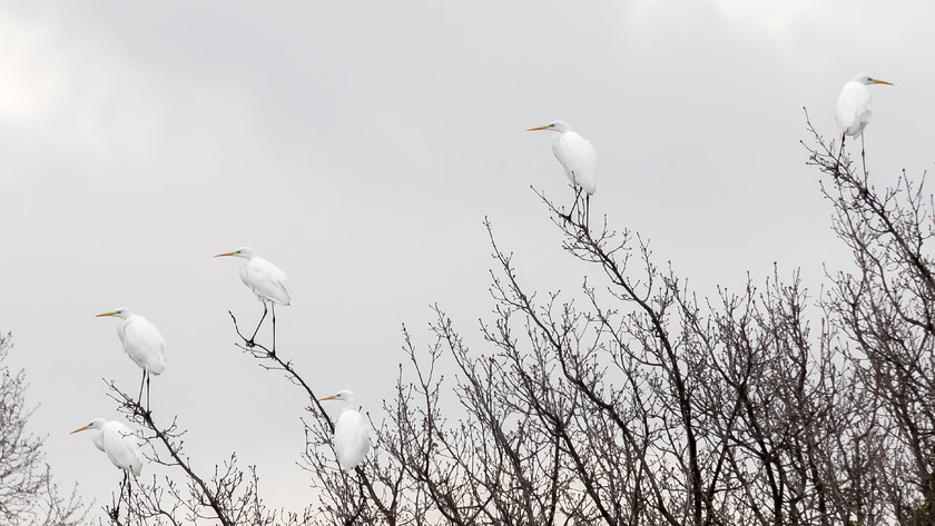 04A8926 
 Great white egrets, the Camargue, France