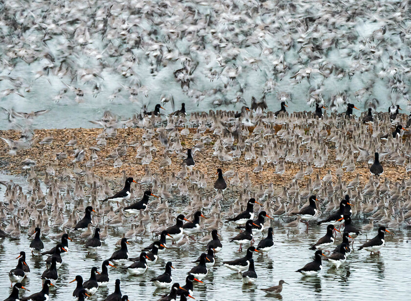 A080125-Edit 
 Waders, Snettisham, Norfolk