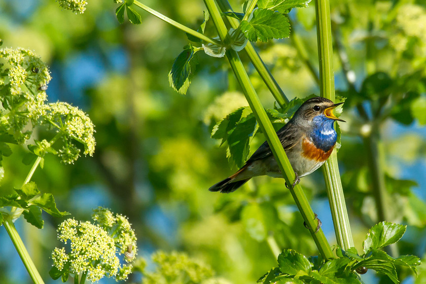 MG 5675 
 Bluethroat, near Bordeaux, France