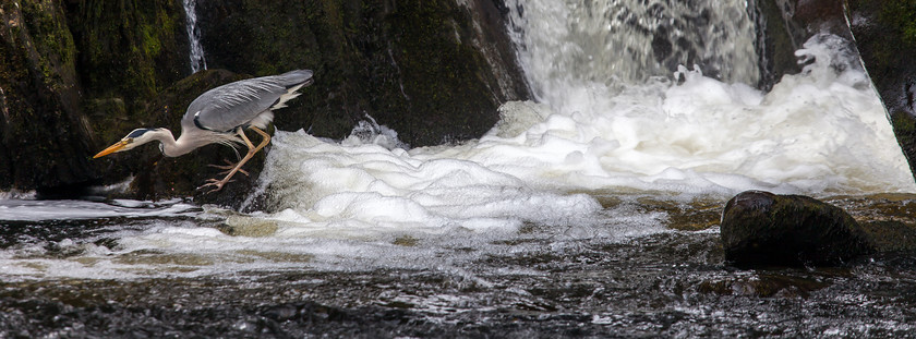 IMG 2377 
 Grey heron, Betws-y-coed No 2