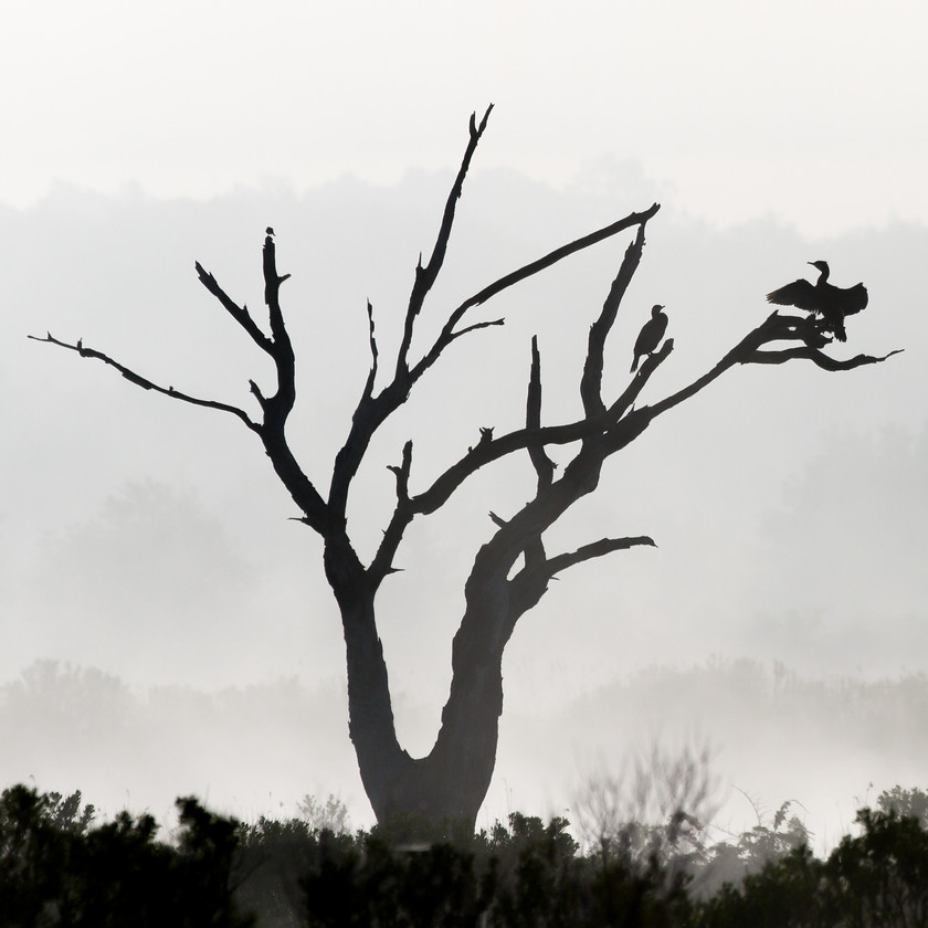 MG 5889-Edit 
 Cormorants, near Bordeaux, France