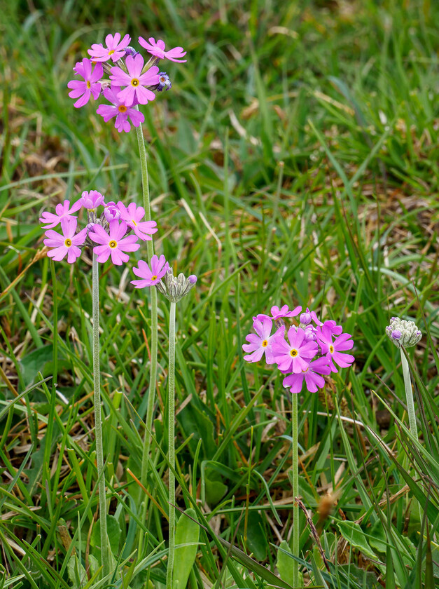 5260126 
 Bird's Eye Primrose, Lancashire