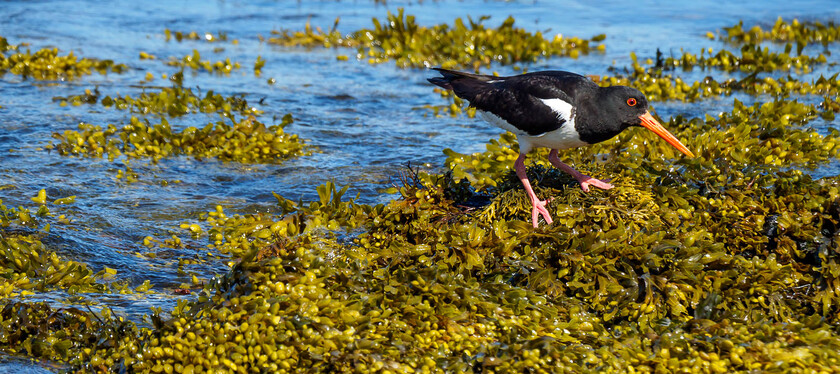 7150650 
 Oystercatcher, Anglesey