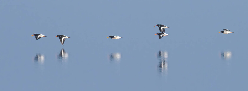 A091662-Edit 
 Oystercatchers, Snettisham, Norfolk.