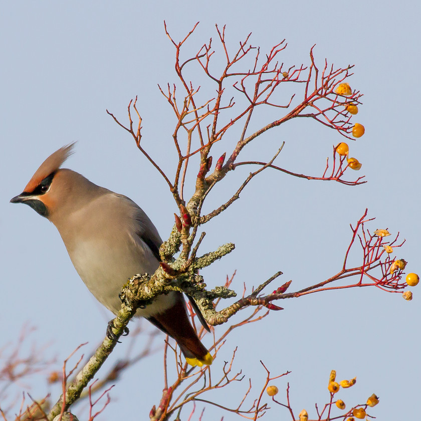 IMG 3777 
 Waxwing, Machynlleth