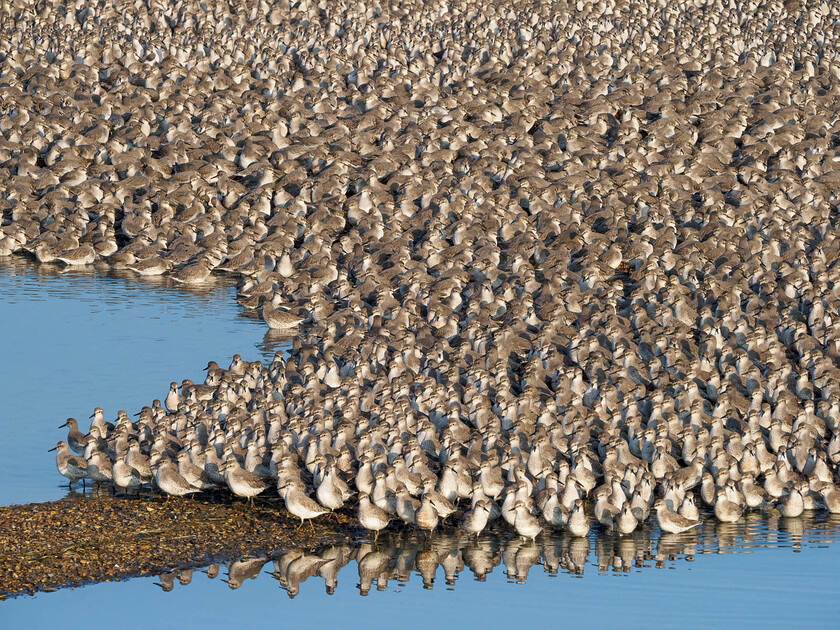 A091127-Edit 
 Knot, Snettisham, Norfolk