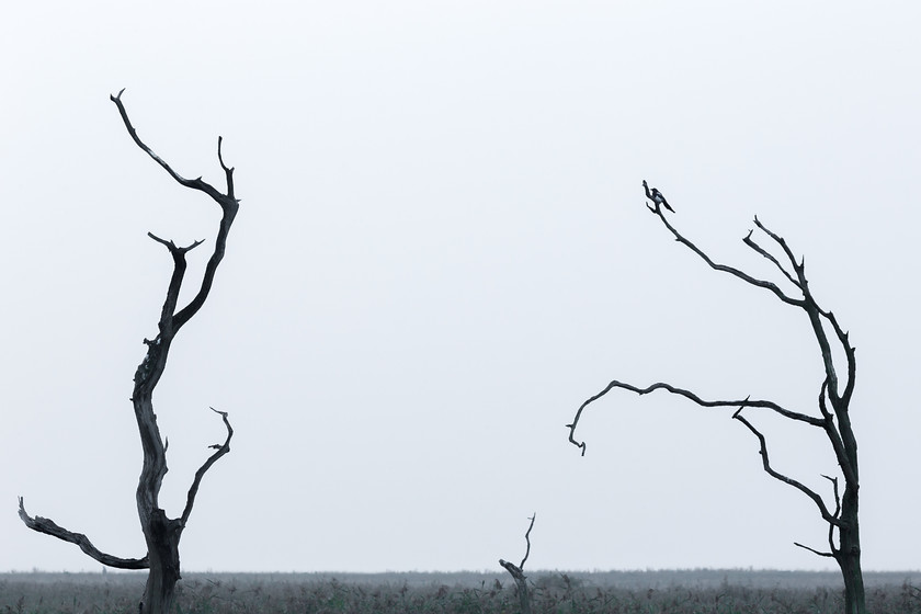 04A0207 
 Magpie, dead trees; Titchwell, Norfolk