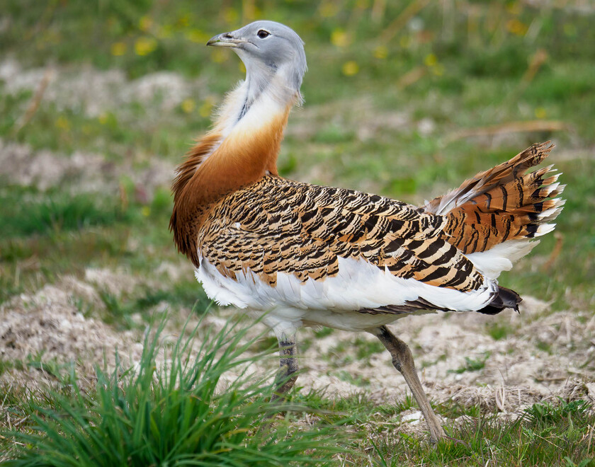 5030424-Edit 
 Great Bustard, Salisbury Plain